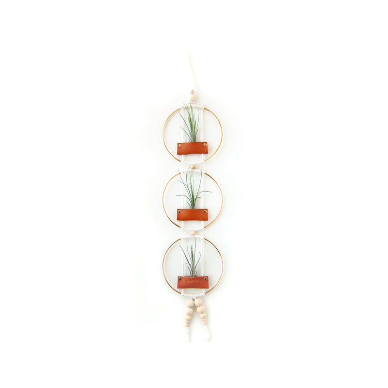 ac moore hanging plants Air Plant Wall Hanging – Passage One